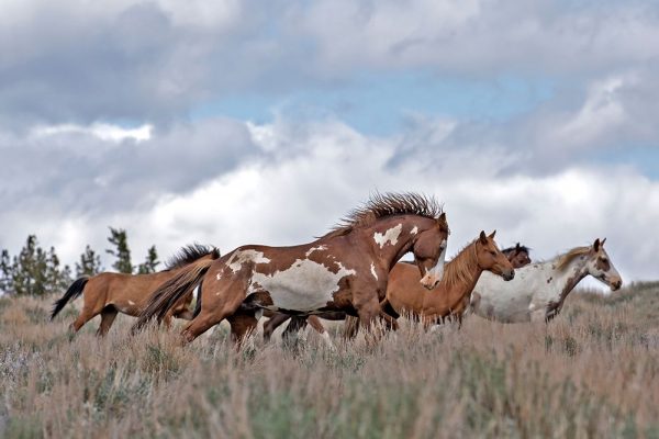 South Steens Mustangs