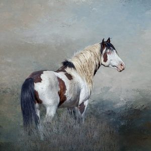 Shaman - S Steens Wild Stallion