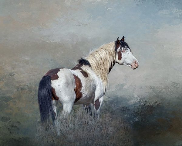 Shaman - S Steens Wild Stallion