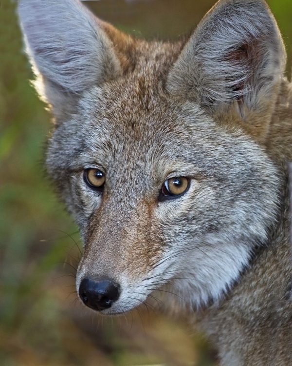 Coyote