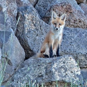 Red Fox Kit II