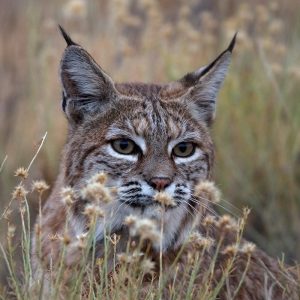 Bobcat