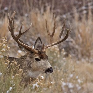 Mule Deer Buck