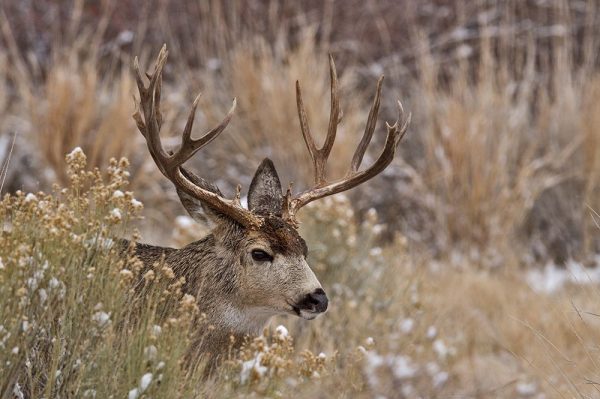 Mule Deer Buck