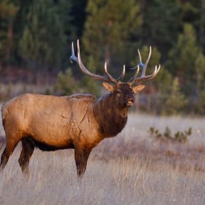 Bull Elk