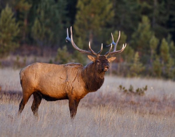 Bull Elk