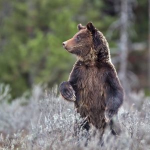 Grizzly Two Year Old