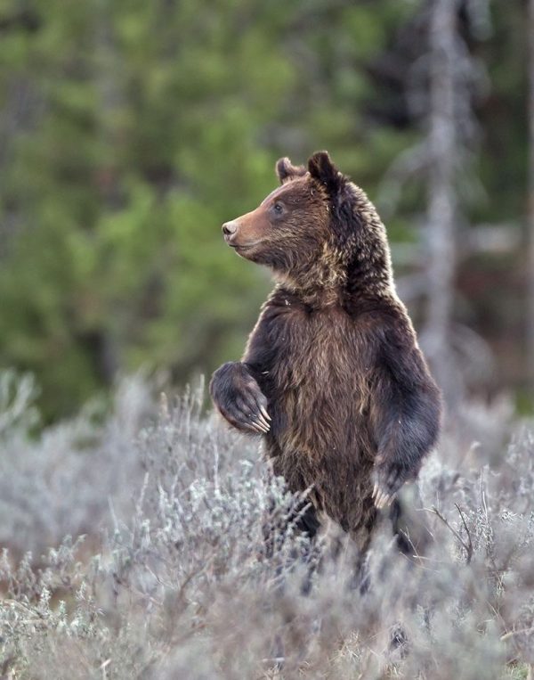 Grizzly Two Year Old