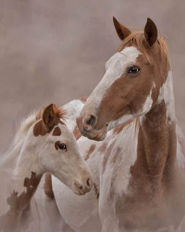 Gypsy and Sentinel