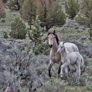 Palomino Mare and Colt