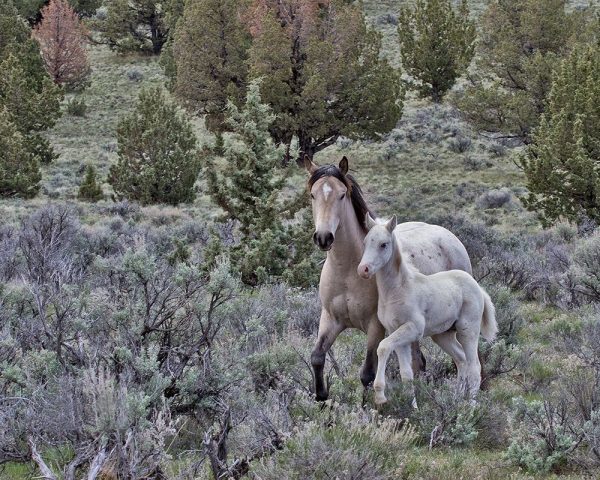 Palomino Mare and Colt