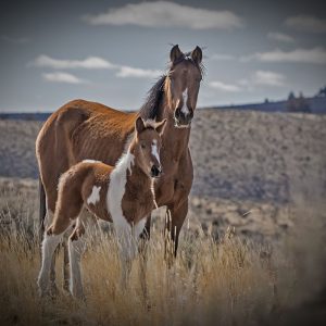 Sequoyah Colt