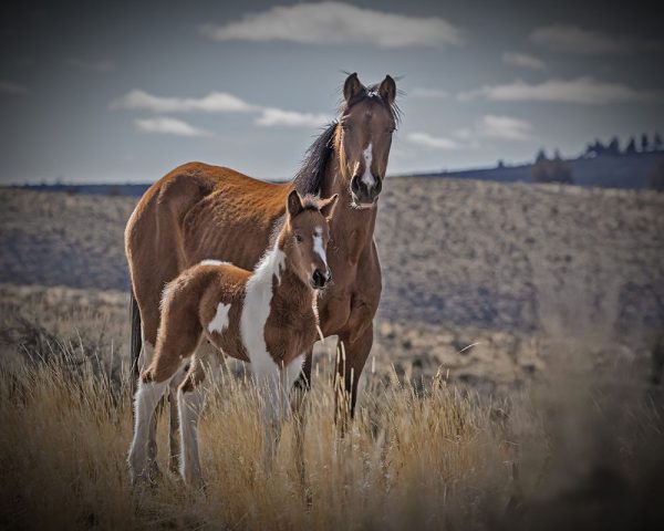 Sequoyah Colt