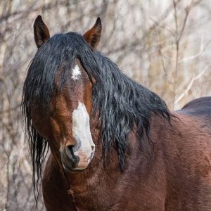 Half Mask - Ochoco Stallion