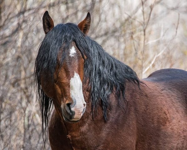 Half Mask - Ochoco Stallion