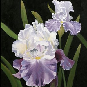 Purple Iris