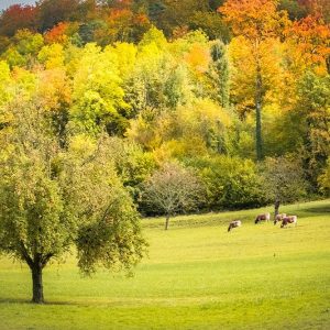 Peaceful Pasture II