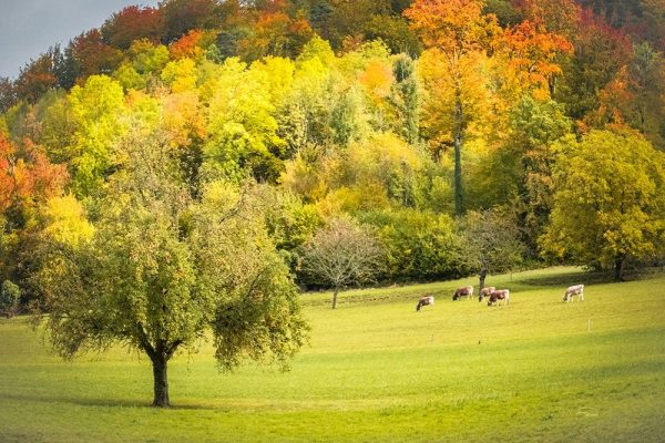 Peaceful Pasture II