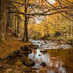 Black Forest River