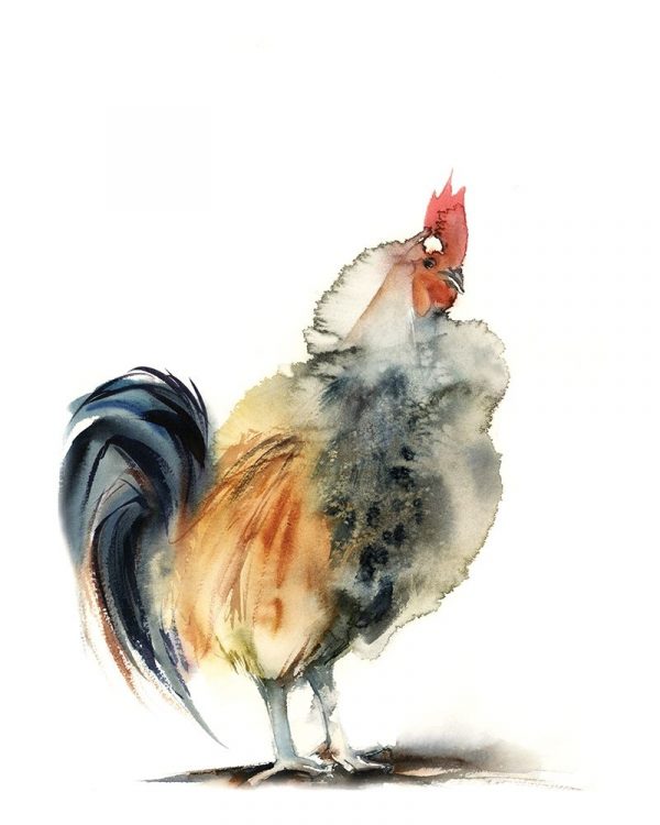 Rooster IV