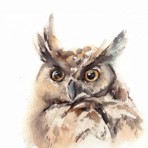 Owl