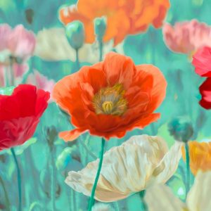 Poppies in Bloom I