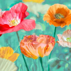 Poppies in Bloom II