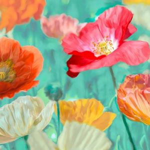 Poppies in Bloom