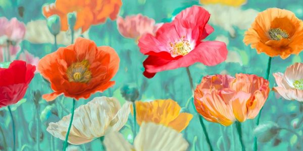 Poppies in Bloom