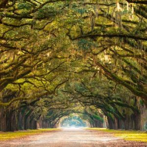 Path lined with oak trees