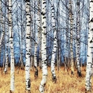 Birch grove in autumn