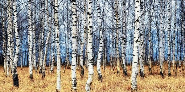 Birch grove in autumn