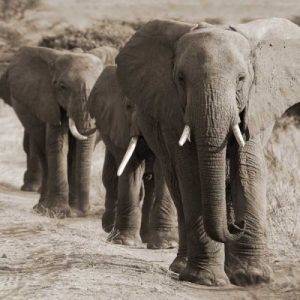 Herd of African Elephants- Kenya