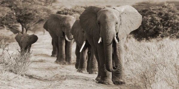 Herd of African Elephants- Kenya