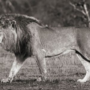 Lion walking in African Savannah