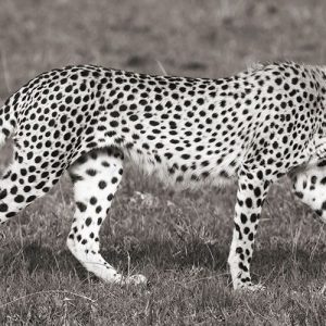 Cheetah Hunting, Masai Mara