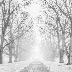 Tree lined road in the snow