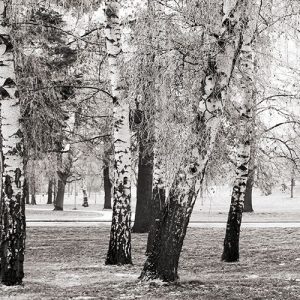 Birches in a Park