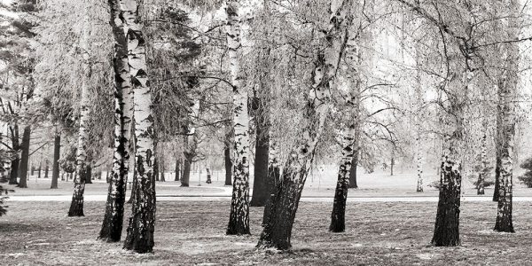 Birches in a Park