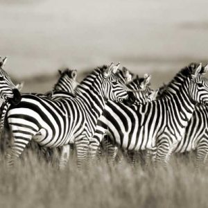 Grants zebra, Masai Mara, Kenya