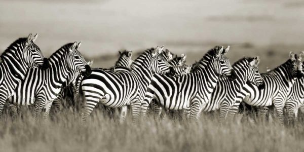 Grants zebra, Masai Mara, Kenya