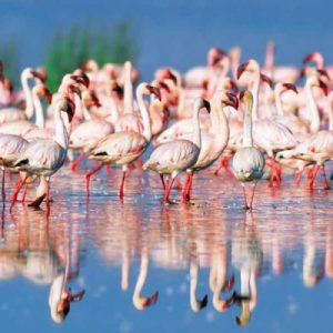 Lesser flamingo, Lake Nakuru, Kenya