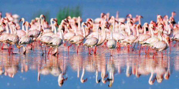 Lesser flamingo, Lake Nakuru, Kenya