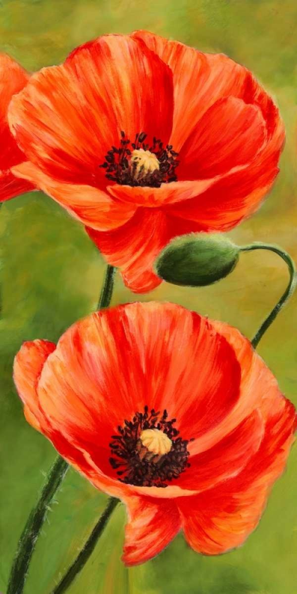 Poppies in the wind II