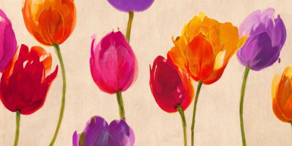 Tulips and Colors