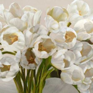 Tulipes blanches