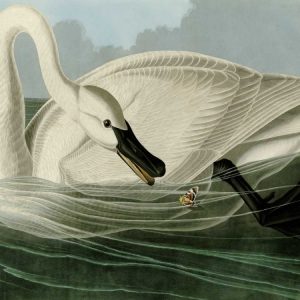 Trumpeter Swan