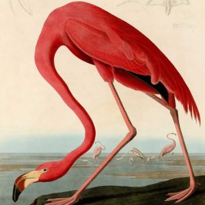 American Red Flamingo