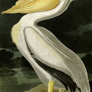 American White Pelican