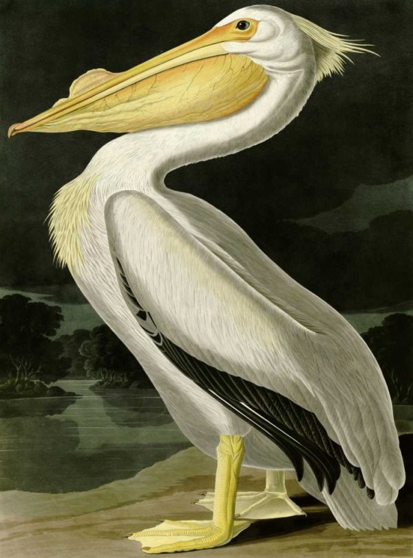 American White Pelican